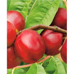 Саженцы Комплект полукарликовых слив №4: Алтайская юбилейная, Чёрная крупная, арт.: 69214