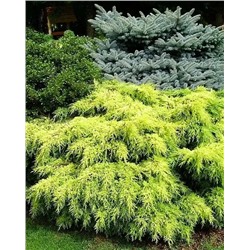 Саженцы Можжевельник средний Голд Стар, арт.: 75003