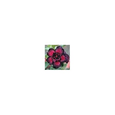 Adenium Obesum Double Flower NEW-10