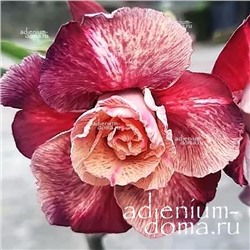Adenium Obesum Double Flower TC-13