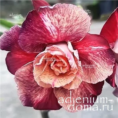 Adenium Obesum Double Flower TC-13