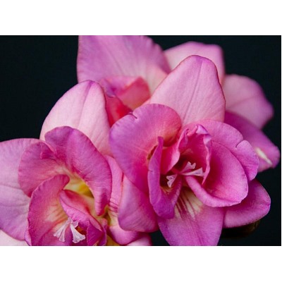 Фрезия махровая розовая "Freesia Pink" 10шт