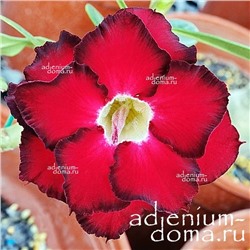 Adenium Obesum Double Flower NEW-138