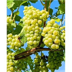 Саженцы Виноград Онтарио, арт.: 20196