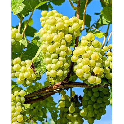 Саженцы Виноград Онтарио, арт.: 20196