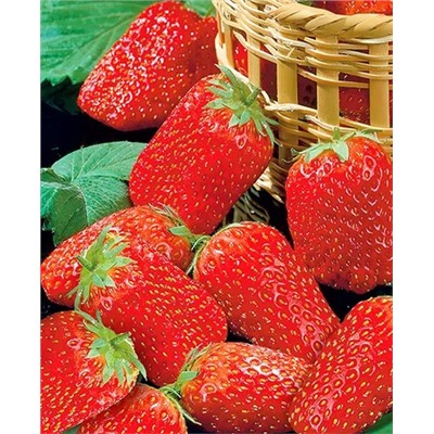 Саженцы Клубники (Земляники) садовой Таго, арт.: 11008