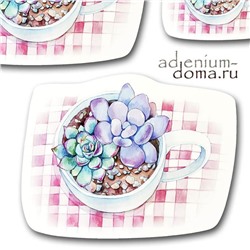 Открытка Echeveria MIXED (Эхеверия, Эчеверия)