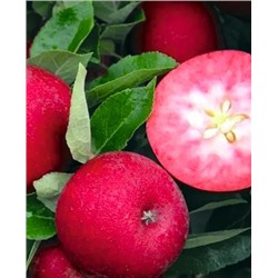 Саженцы Яблоня Розетта, арт.: 69497