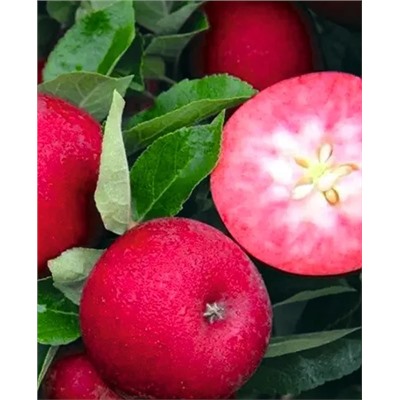 Саженцы Яблоня Розетта, арт.: 69497