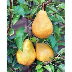 Саженцы Груша Дюшес, арт.: 20210