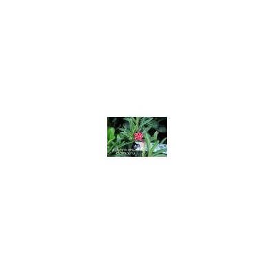 Adenium Obesum Double Flower NEW-252
