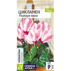 Цикламен Розмари Мини комнатный