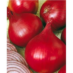 Лук севок Ред Барон, арт.: 7513