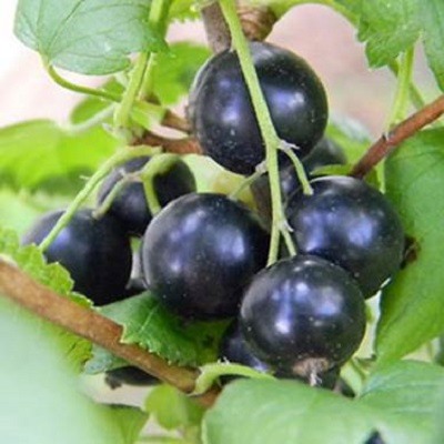 Смородина черная Селечинская