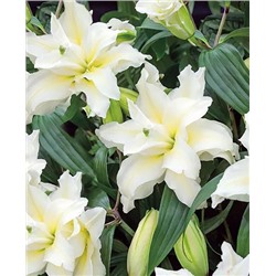 Луковицы Лилия восточная махровая Людвиг, фасовка: 1 луковица, арт.: 4700