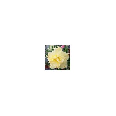 Adenium Obesum Double Flower NEW-91