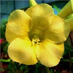 Adenium Obesum Desert Rose YELLOW EARTH
