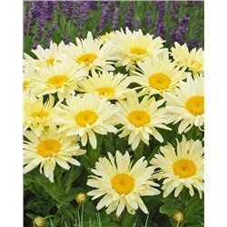 Корни (саженцы) Нивяник наибольший Банана Крим, арт.: 74719