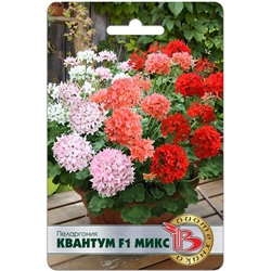 Пеларгония  Квантум F1 Микс