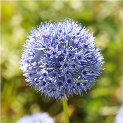 Allium Azureum "Лук декоративный Азуреум" 5шт
