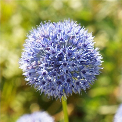 Allium Azureum "Лук декоративный Азуреум" 5шт