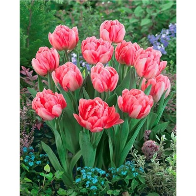 Луковицы Тюльпан Фокстрот, арт.: 1780