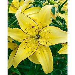 Луковицы Лилия ОА-гибрид Филдз ов Голд, фасовка: 1 саженец, арт.: 74658