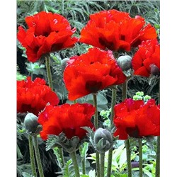 Мак Кинг Конг, арт.: 69568