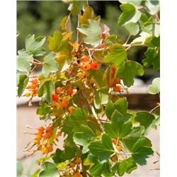 Саженцы Смородина Солнышко, арт.: 919