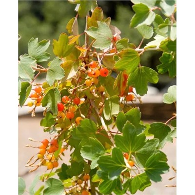 Саженцы Смородина Солнышко, арт.: 919