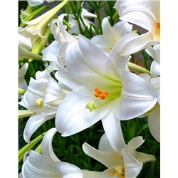 Луковицы Лилия лонгифлорум Сноу Квин, фасовка: 1 саженец, арт.: 74656