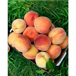 Саженцы Персик Бургунди, арт.: 74567