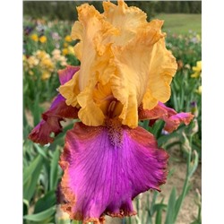 Луковицы (корни) Ирис бородатый О Соммэ, арт.: 74594