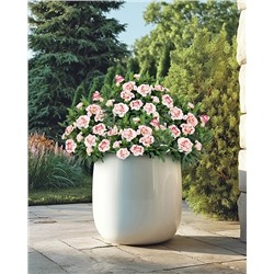 Саженцы Гвоздика Оскар Ред Стар, арт.: 74582