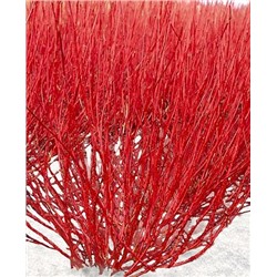 Саженцы Дёрен белый Ред Гном, арт.: 73312