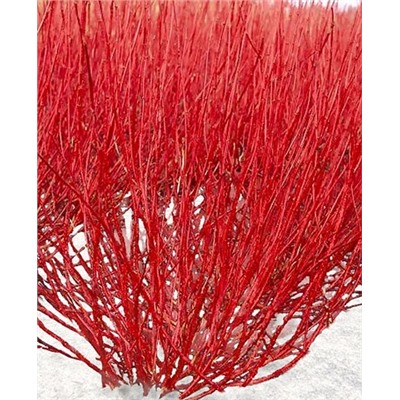 Саженцы Дёрен белый Ред Гном, арт.: 73312