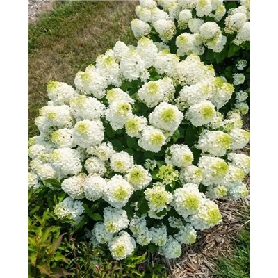 Саженцы Гортензия метельчатая Литтл Хотти, арт.: 74739