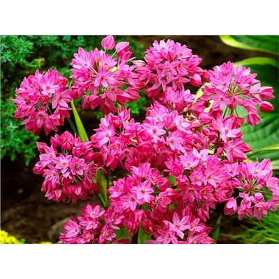Allium Oreophilum "Лук декоративный Ореофилум" 5шт