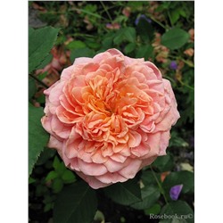 Роза шраб Festival des Jardins de Chaumont "Фестиваль де Жордан де Шомон"