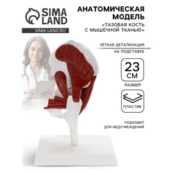 Анатомическая модель «Тазовая кость с мышечной тканью», 23 см