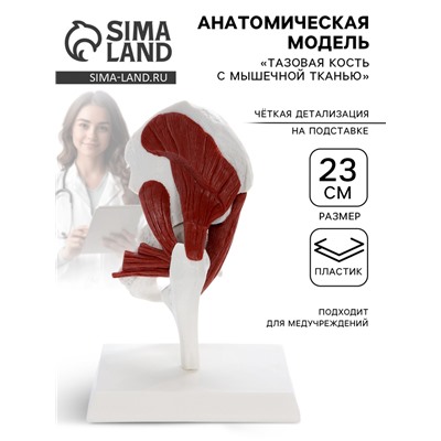Анатомическая модель «Тазовая кость с мышечной тканью», 23 см