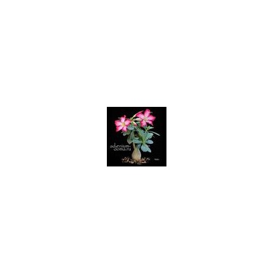 Adenium Obesum Desert Rose PINK