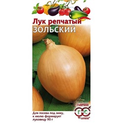 Лук репч. Зольский Гавриш