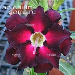 Adenium Obesum Double Flower NEW-137