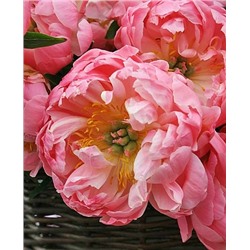 Корни (саженцы) Пион гибридный Корал Суприм, арт.: 73259