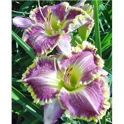 Корни (саженцы) Лилейник Бестселлер, фасовка: 1 луковица, арт.: 73244