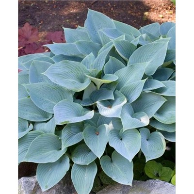 Корень Хоста Фрагрант Блю, арт.: 69962