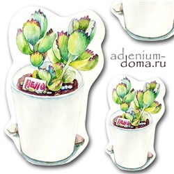 Открытка Cotyledon LADISMITHIENSIS (Котиледон)