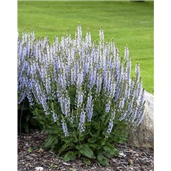 Саженцы Шалфей Кристал Блю, арт.: 74697