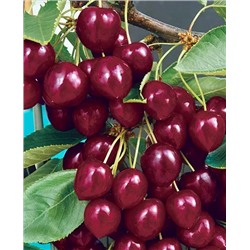 Саженцы Вишня Лебедянская, арт.: 20356